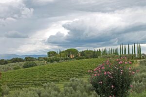 Bindella Winery - Montepulciano